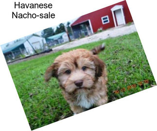 Havanese Nacho-sale