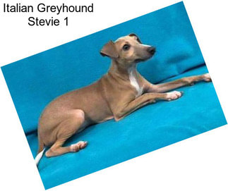 Italian Greyhound Stevie 1