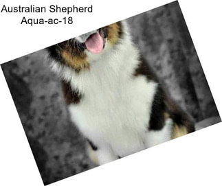 Australian Shepherd Aqua-ac-18