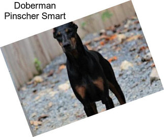 Doberman Pinscher Smart