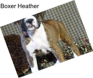 Boxer Heather