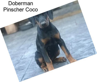 Doberman Pinscher Coco