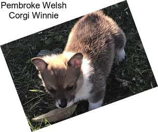 Pembroke Welsh Corgi Winnie