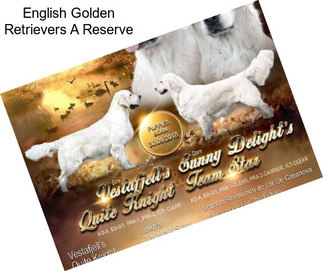 English Golden Retrievers A Reserve