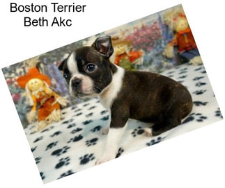 Boston Terrier Beth Akc