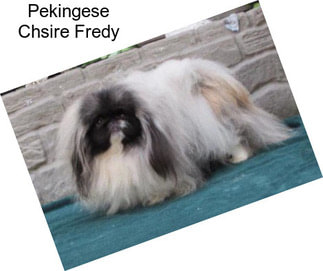 Pekingese Chsire Fredy