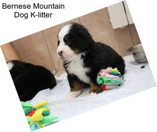 Bernese Mountain Dog K-litter