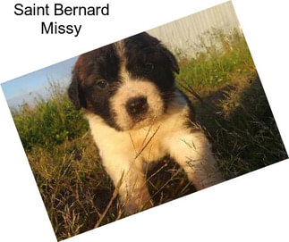 Saint Bernard Missy