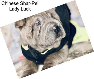 Chinese Shar-Pei Lady Luck