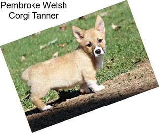 Pembroke Welsh Corgi Tanner