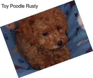 Toy Poodle Rusty