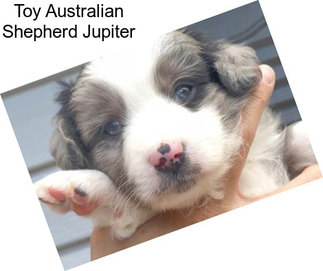 Toy Australian Shepherd Jupiter