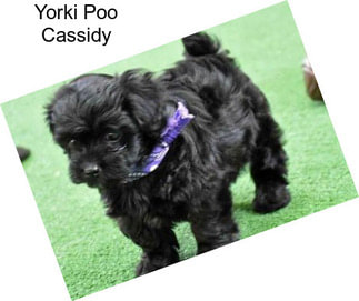 Yorki Poo Cassidy