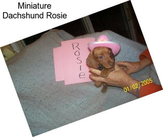 Miniature Dachshund Rosie