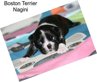 Boston Terrier Nagini