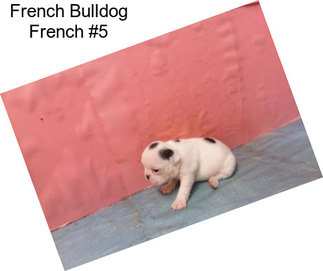 French Bulldog French #5