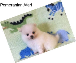 Pomeranian Atari