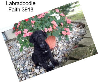 Labradoodle Faith 3918