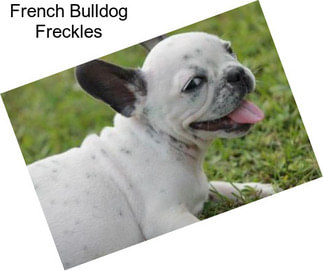 French Bulldog Freckles