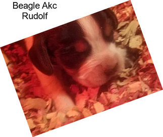 Beagle Akc Rudolf