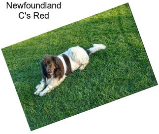 Newfoundland C\'s Red