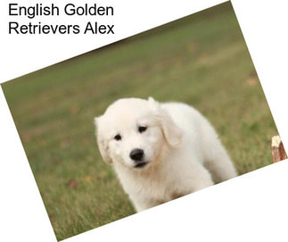 English Golden Retrievers Alex