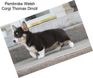 Pembroke Welsh Corgi Thomas Dmclr