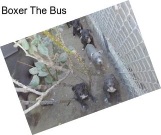 Boxer The Bus