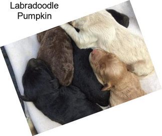 Labradoodle Pumpkin