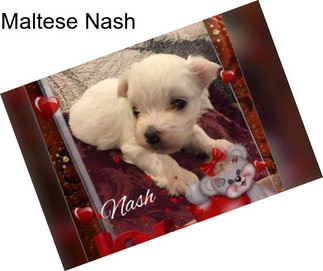 Maltese Nash