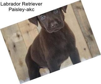 Labrador Retriever Paisley-akc