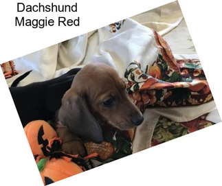 Dachshund Maggie Red