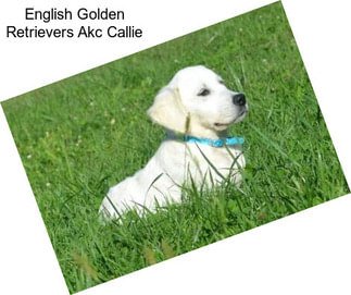 English Golden Retrievers Akc Callie