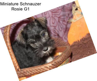 Miniature Schnauzer Rosie G1