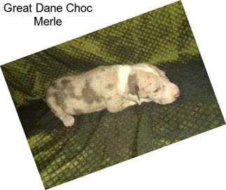 Great Dane Choc Merle