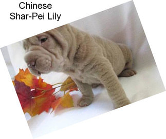 Chinese Shar-Pei Lily