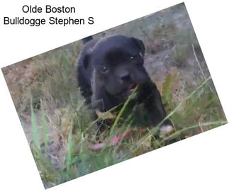 Olde Boston Bulldogge Stephen S