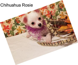 Chihuahua Rosie