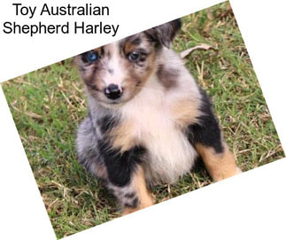 Toy Australian Shepherd Harley