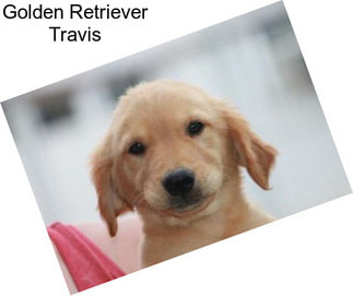 Golden Retriever Travis