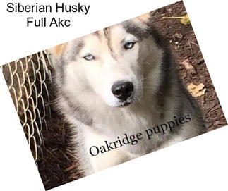Siberian Husky Full Akc