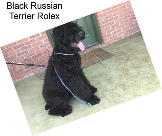 Black Russian Terrier Rolex