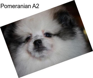 Pomeranian A2