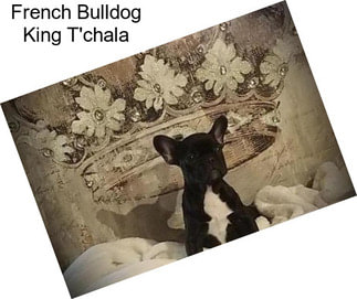 French Bulldog King T\'chala
