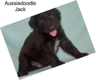 Aussiedoodle Jack