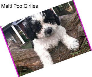 Malti Poo Girlies