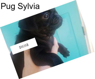 Pug Sylvia
