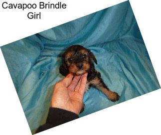 Cavapoo Brindle Girl