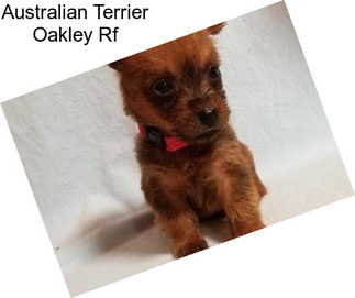 Australian Terrier Oakley Rf