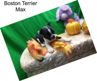 Boston Terrier Max